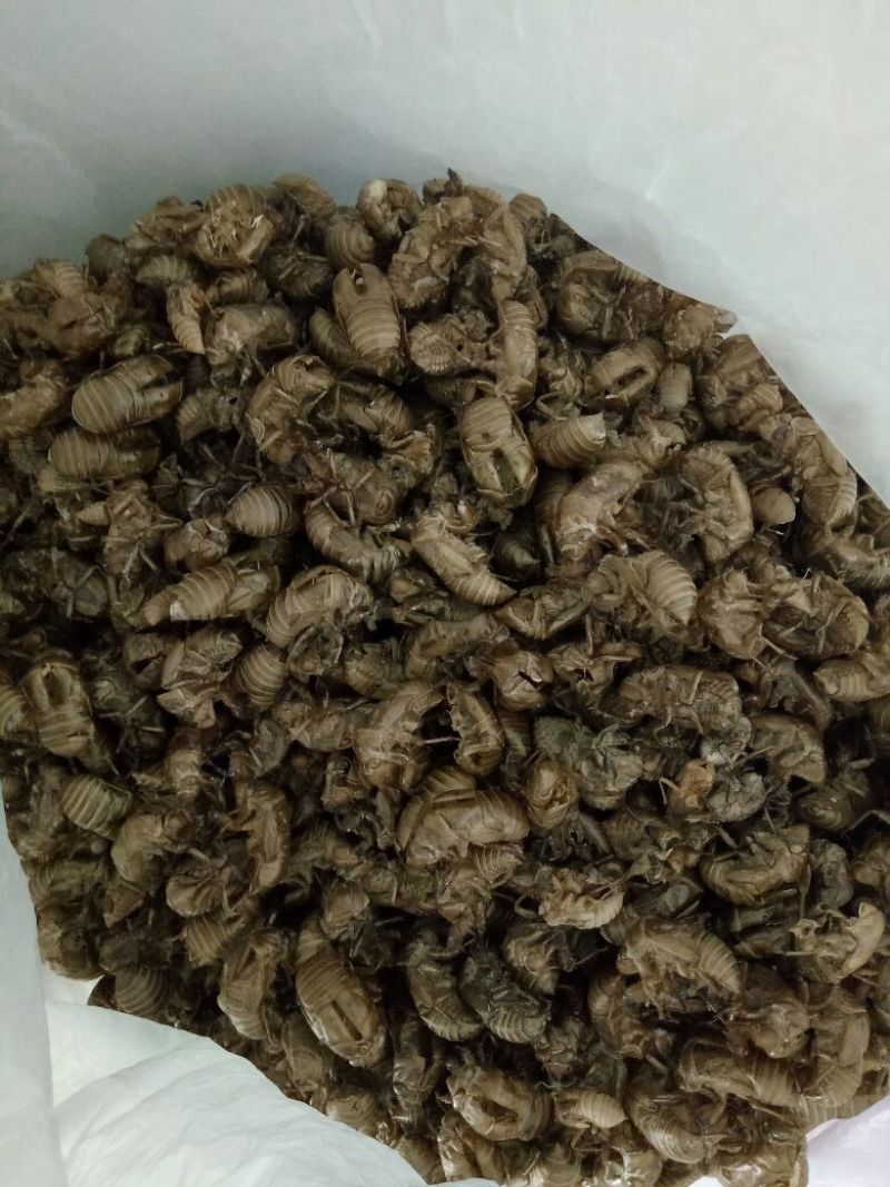 蝉蜕统货产新沙地货质量保证