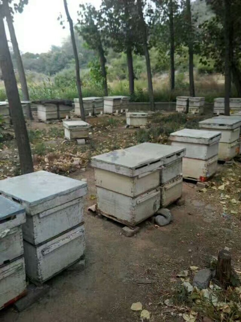 蜂蜜