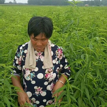 黄桃树苗80cm以上