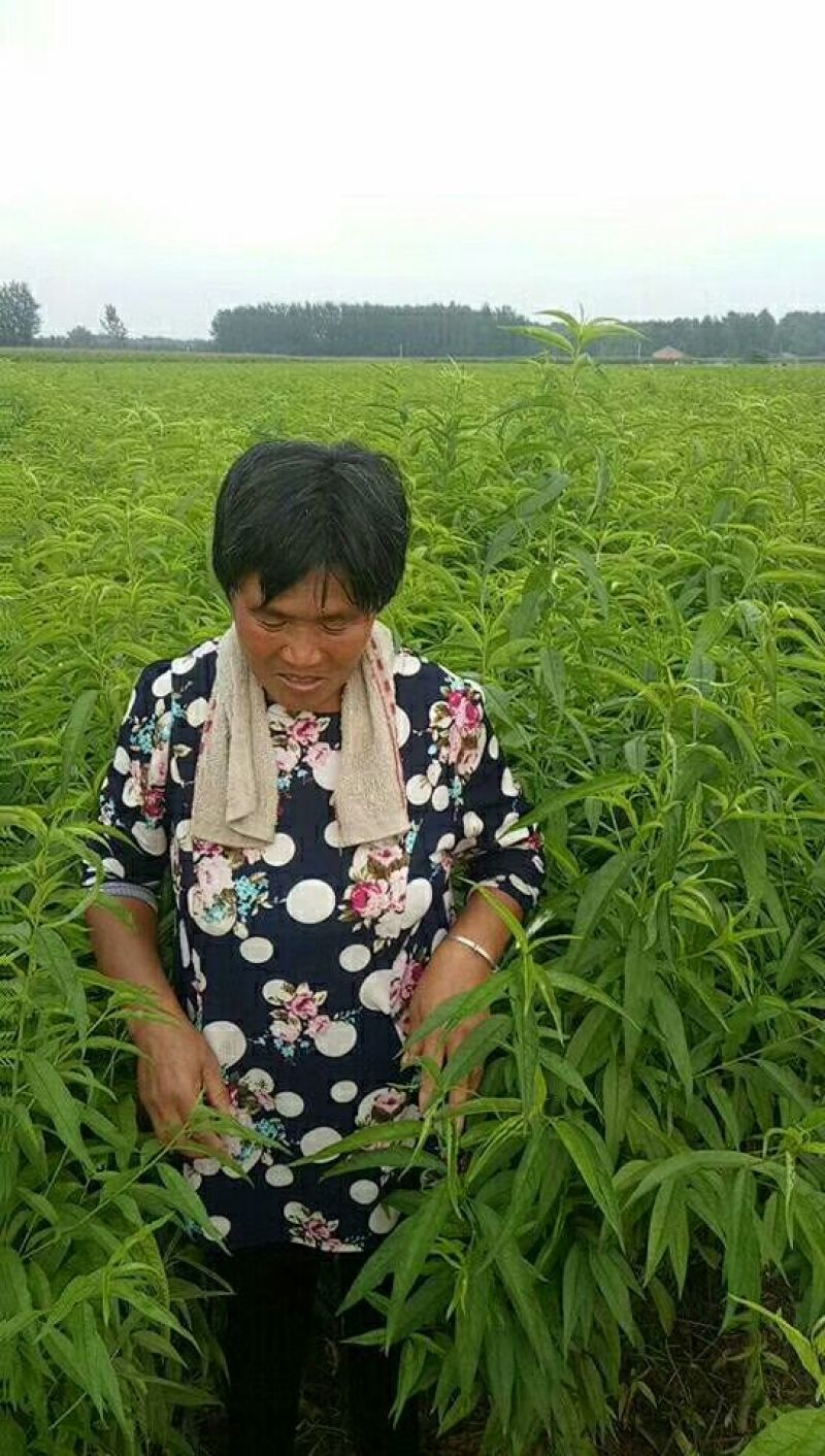 黄桃树苗80cm以上