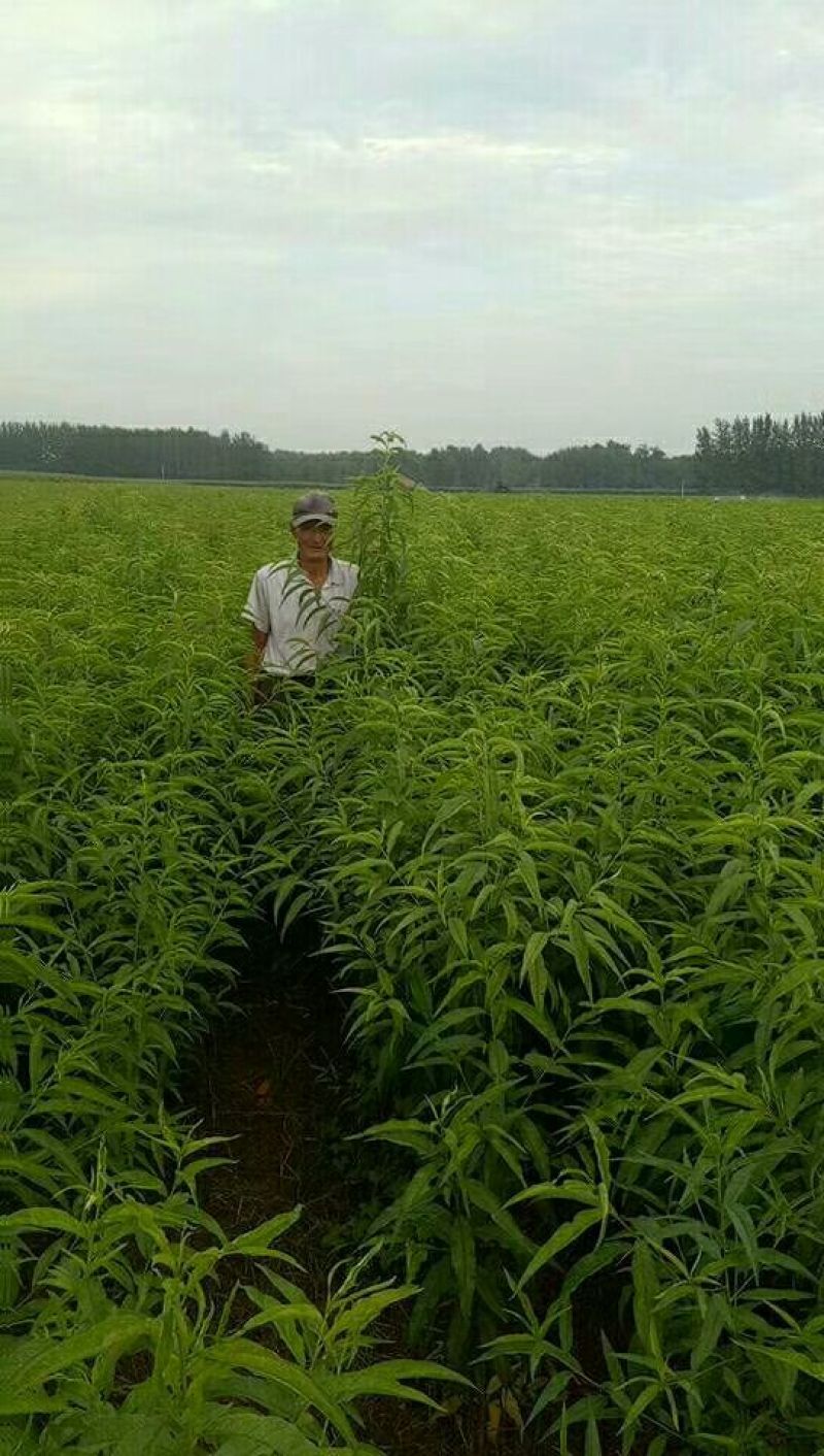 黄桃树苗80cm以上