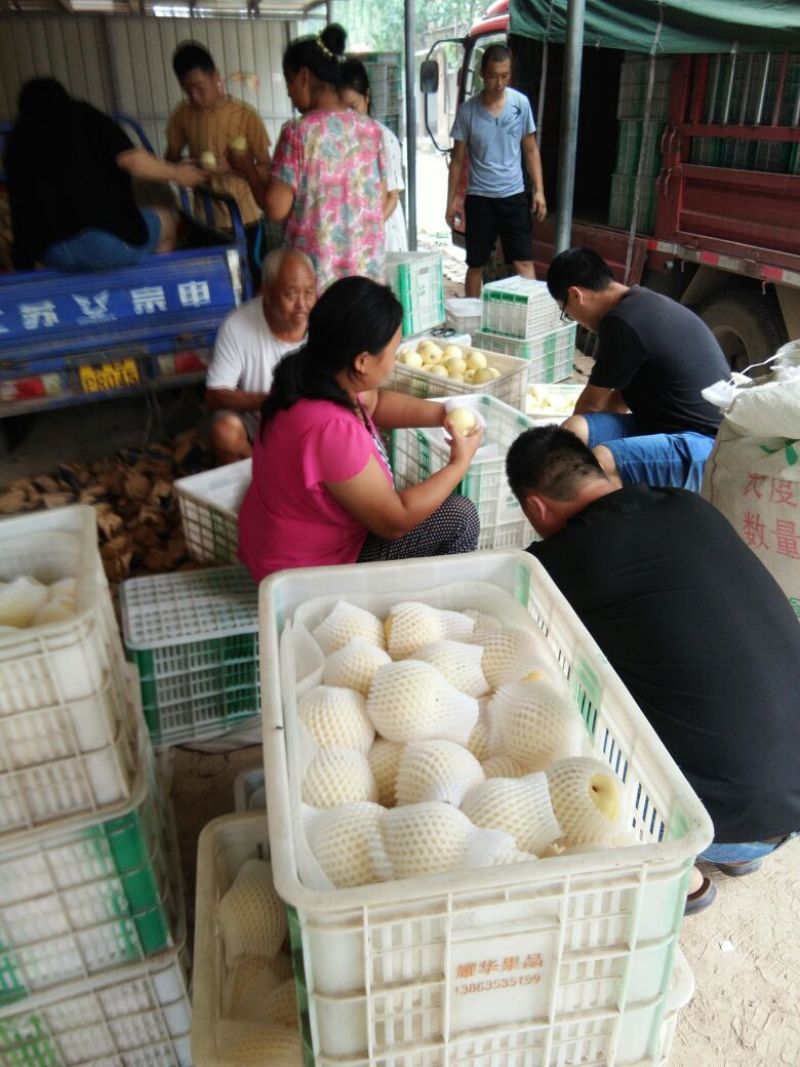 金磊果品站大量供应皇冠梨纸袋250~350g梨小二