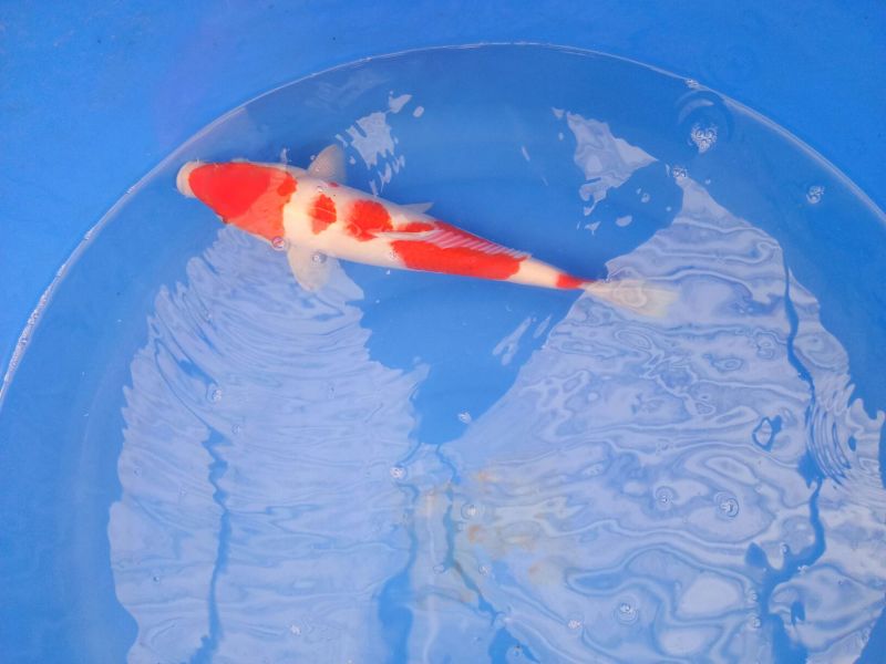锦鲤鱼苗2两