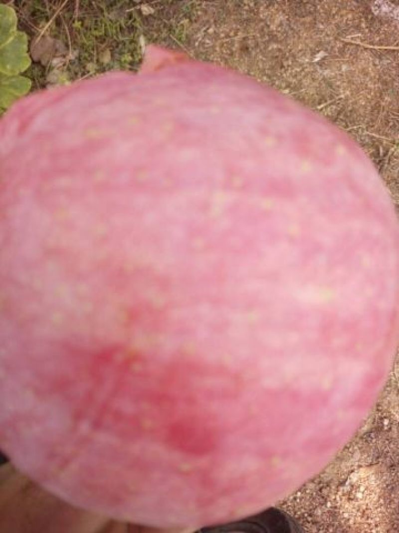 红富士苹果85mm以上纸袋