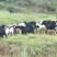 肉羊30~50斤/头