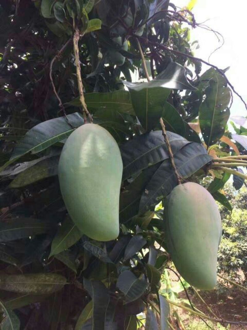 金煌芒树苗1~1.5m