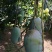 金煌芒树苗1~1.5m