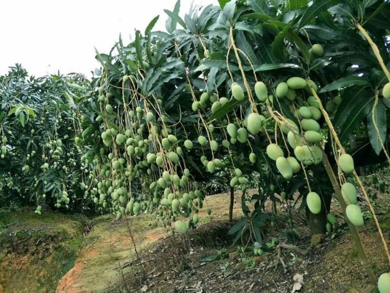 金煌芒树苗1~1.5m