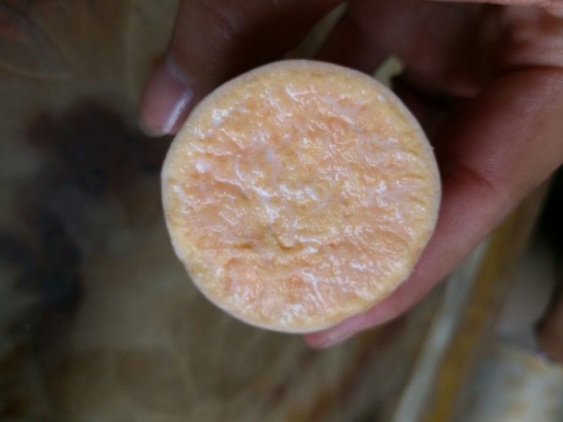 龙薯9号黄心2两以上
