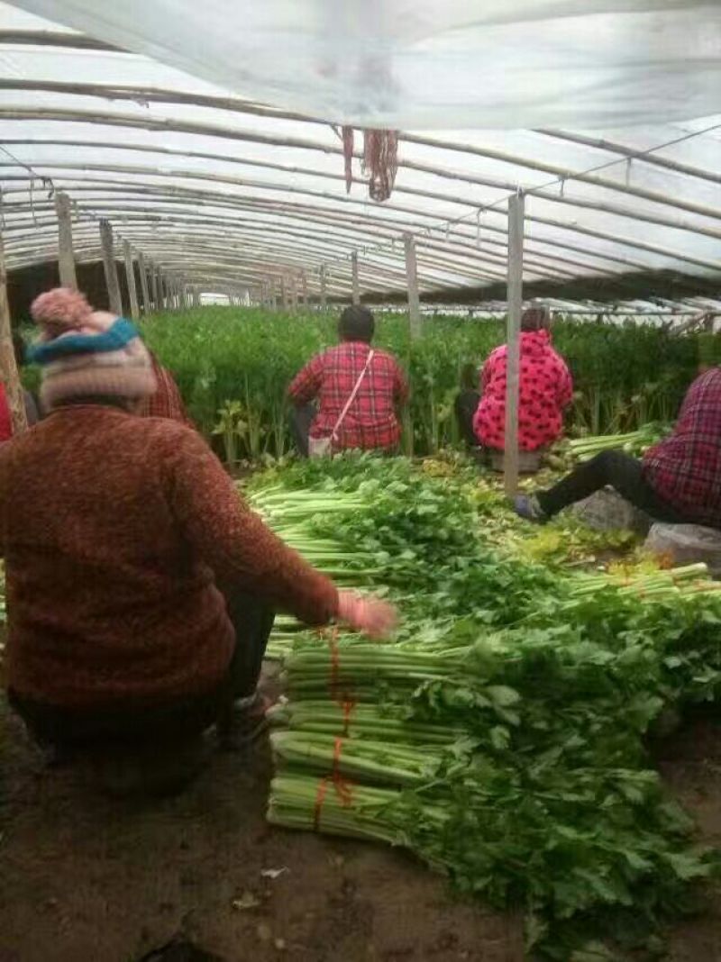 万亩西芹大量上市！我们有专业的割菜工拉菜工和装卸工！