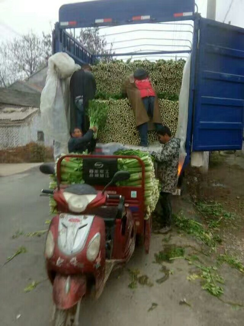 万亩西芹大量上市！我们有专业的割菜工拉菜工和装卸工！