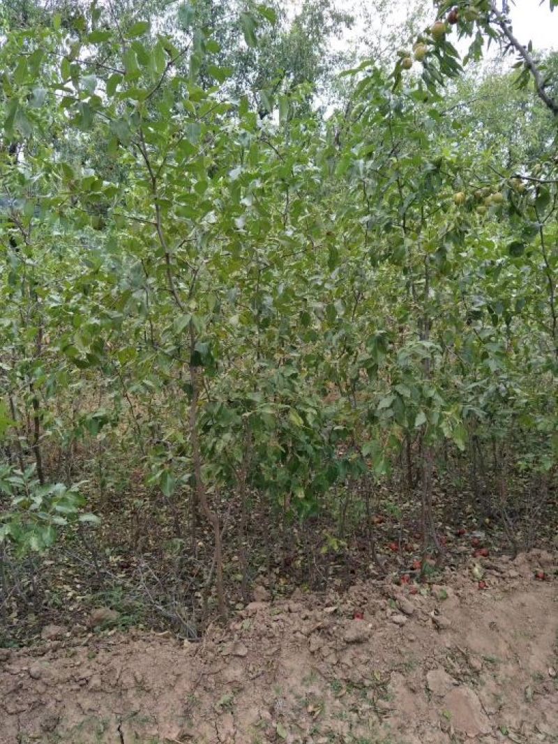 枣树苗批发8到10公分