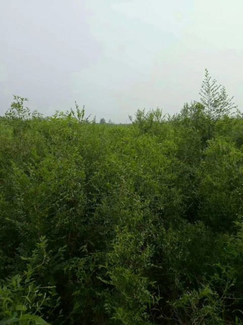 枣树苗80~110cm一年苗二年苗三年苗保品种量大从优