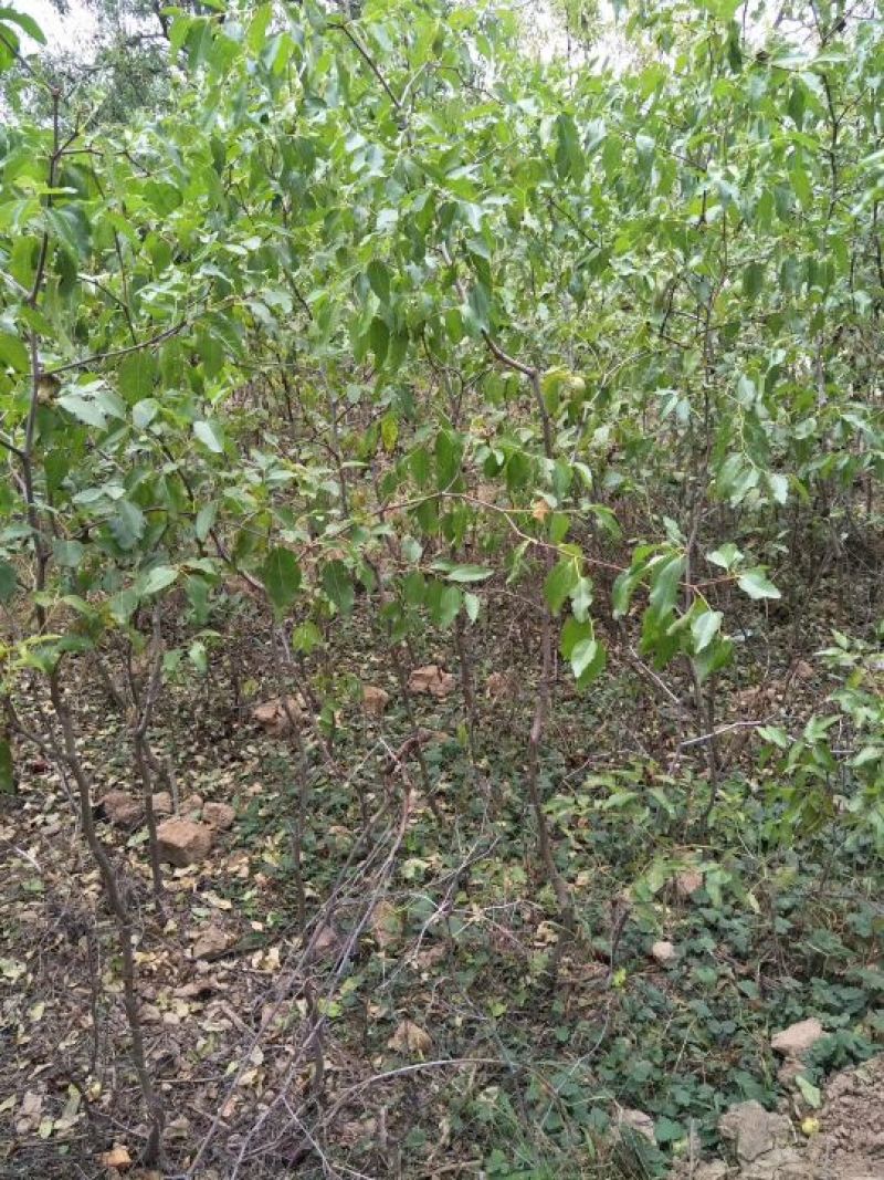 枣树苗80~110cm一年苗二年苗三年苗保品种量大从优