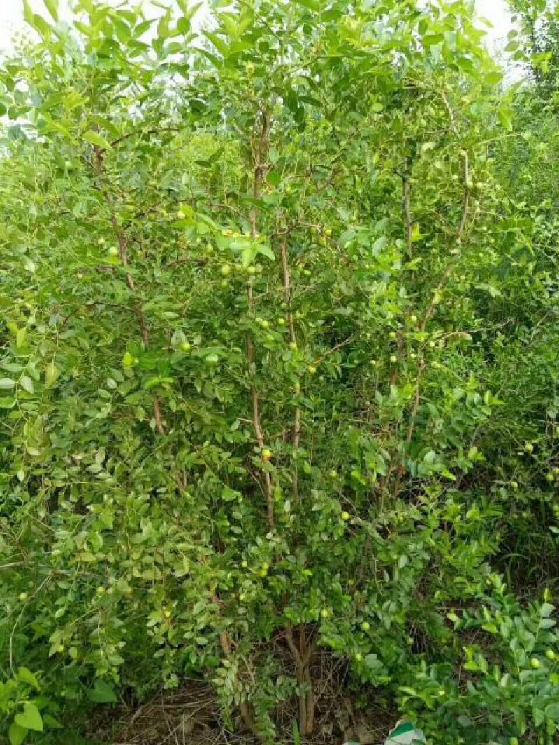 枣树苗80~110cm一年苗二年苗三年苗保品种量大从优