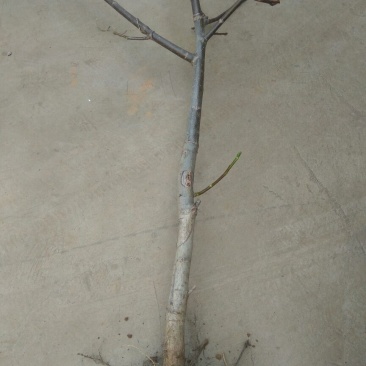 核桃树2~4cm4cm以下1.5~2米