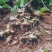 藤三七