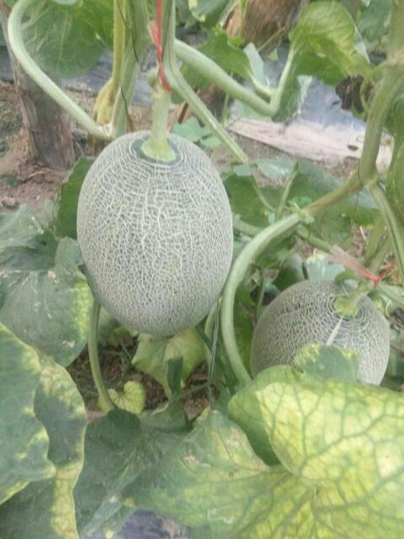 西州蜜瓜3斤以上椭圆形