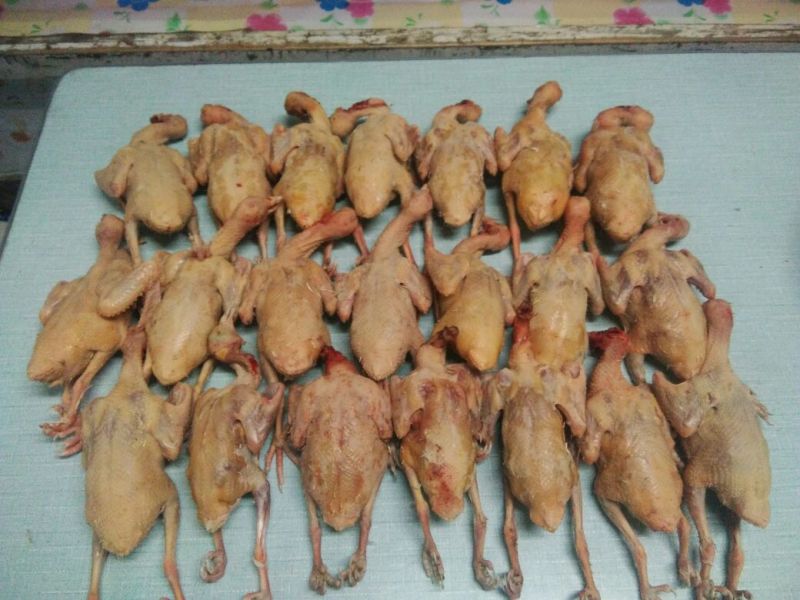 冰冻乳鸽