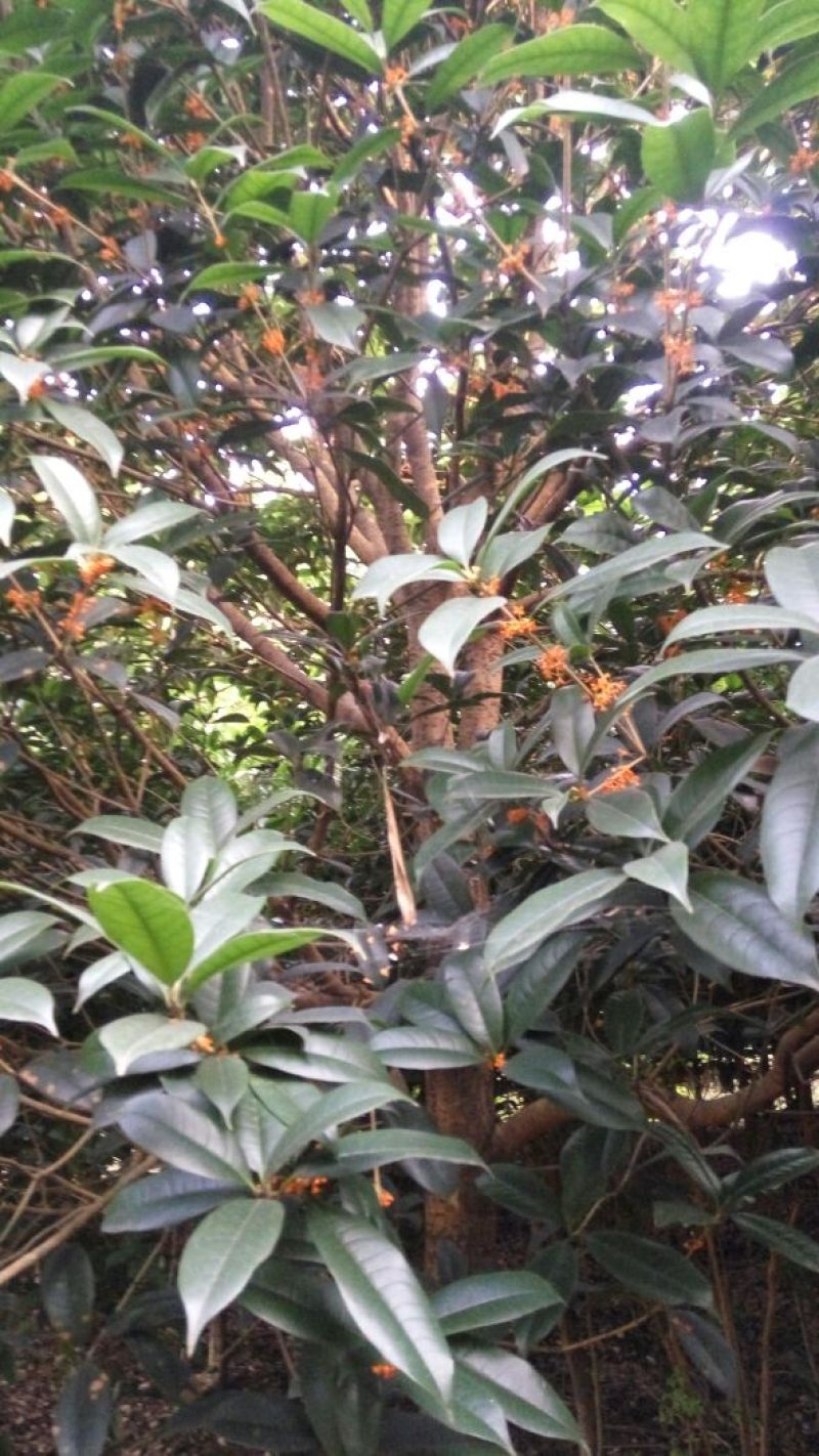 金桂树2~3米10~12cm2.5~3米