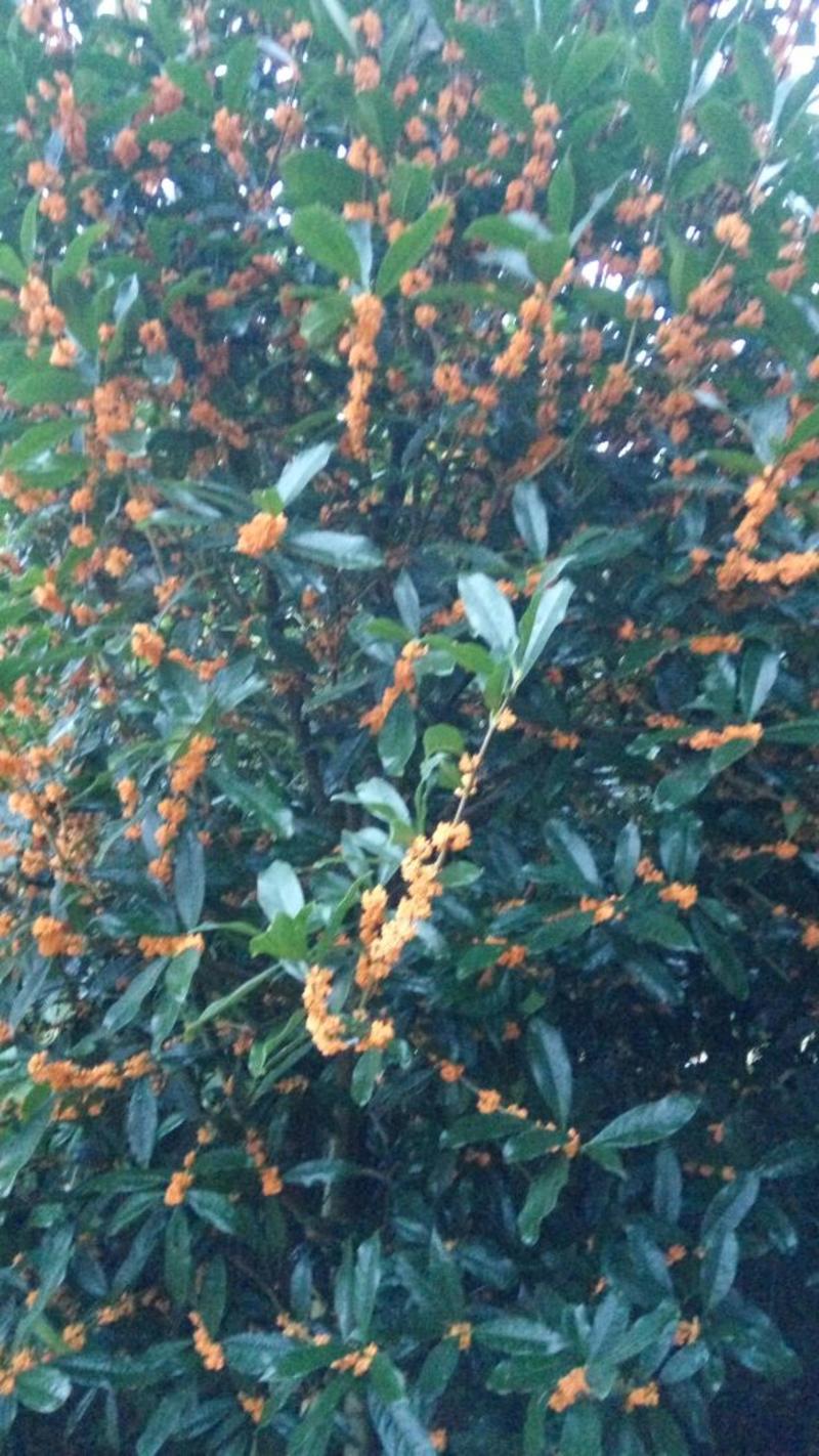 金桂树2~3米10~12cm2.5~3米