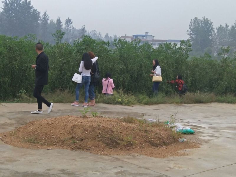 沧州大枣苗110cm以上