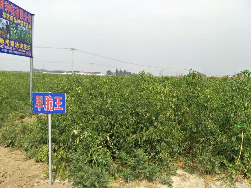 沧州大枣苗110cm以上