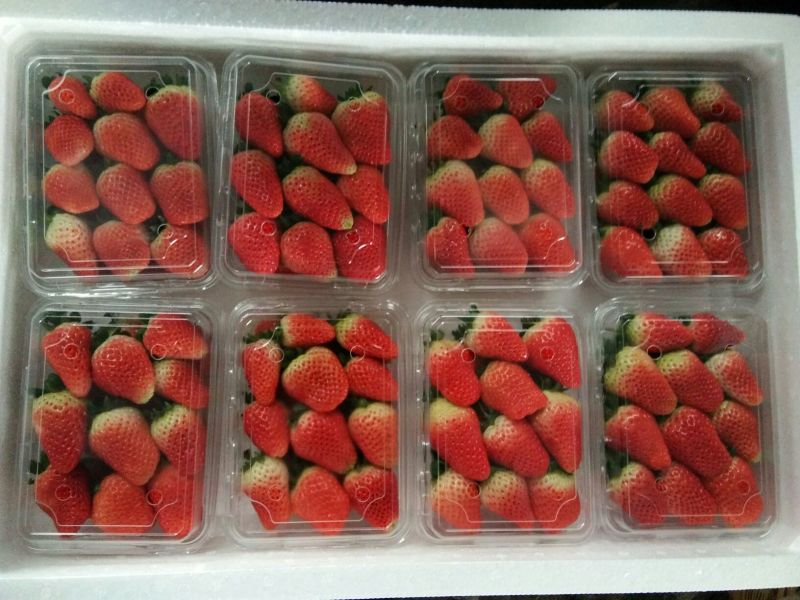 美团多多电商供徐州草莓宁玉甜查理妙香草莓草莓代收