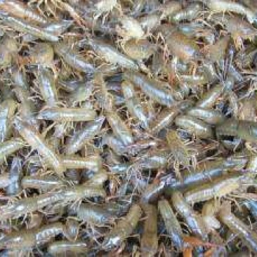 龙虾苗食用野生