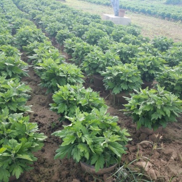 菊花盆景各类艺菊