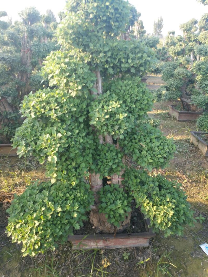 菊花盆景各类艺菊