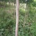 大叶女贞14~16cm