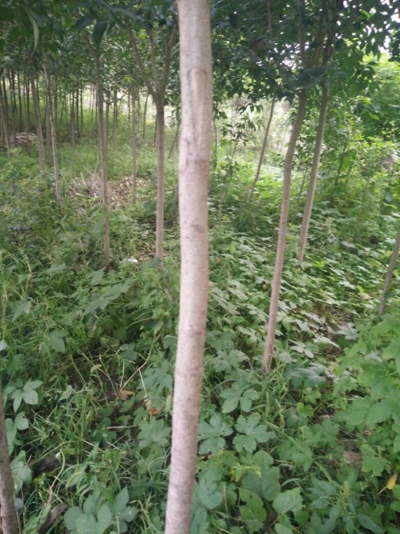 大叶女贞14~16cm