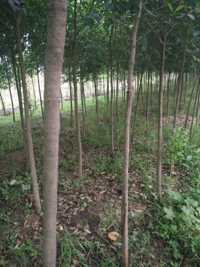 大叶女贞14~16cm