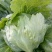 球生菜1斤以上