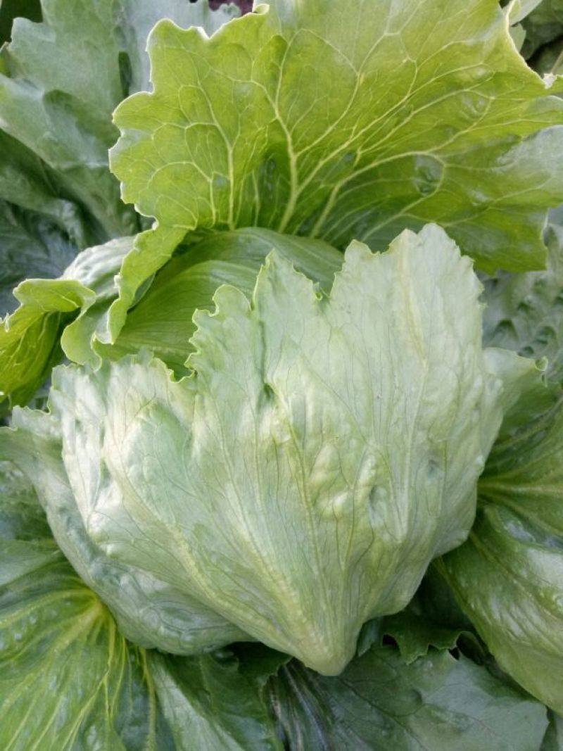 球生菜1斤以上