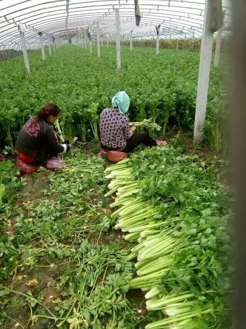 万亩西芹大量上市！我们有专业的割菜工拉菜工和装卸工！