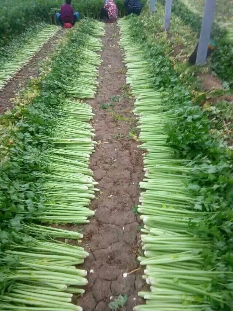 万亩西芹大量上市！我们有专业的割菜工拉菜工和装卸工！