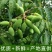 橄榄10g以上