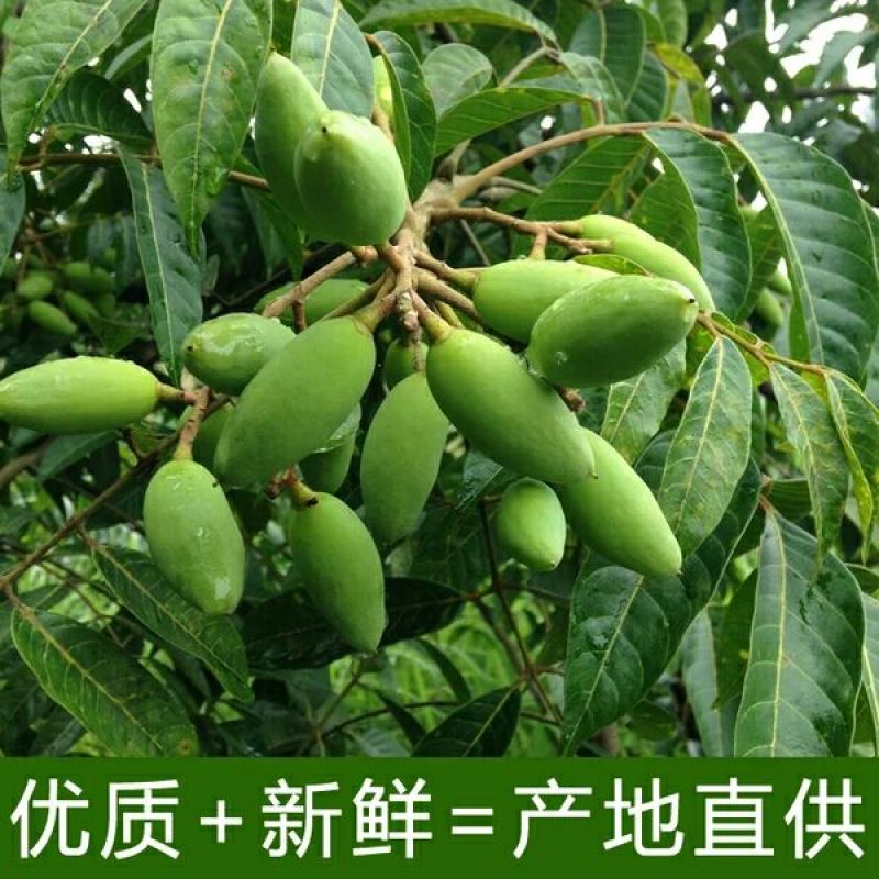 橄榄10g以上