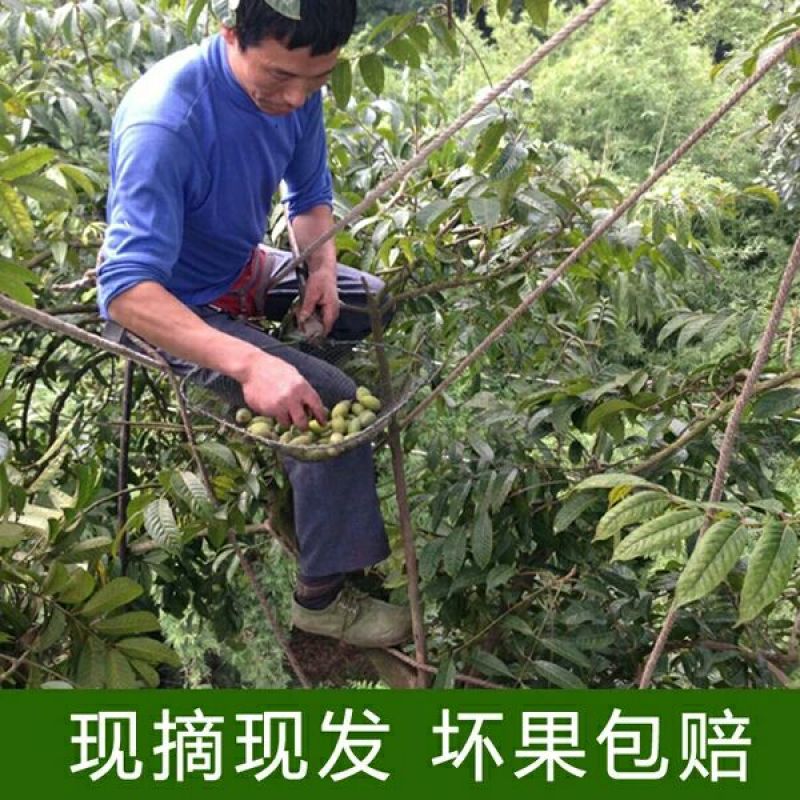 橄榄10g以上