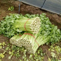 芹菜砀山城南优质大棚芹菜！货源充足、客户随到随装！