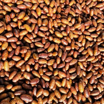 茧蛹