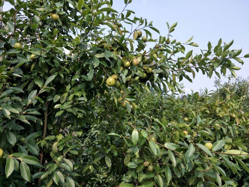 油茶籽97%以上