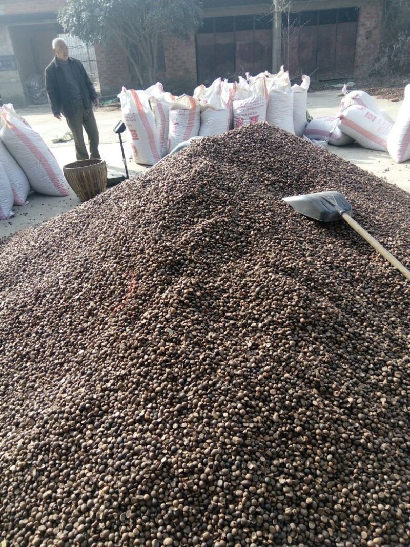 油茶籽97%以上
