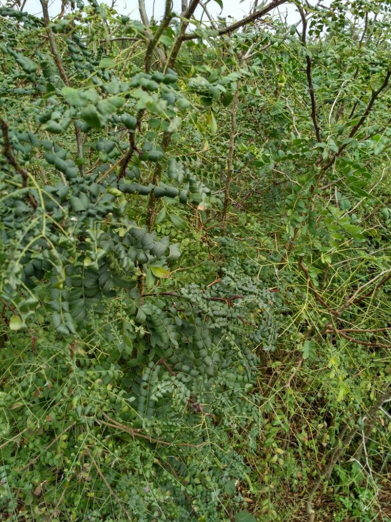 皂角树苗80~100cm