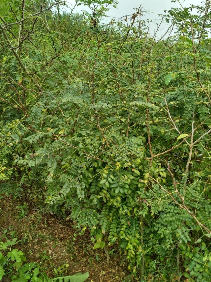 皂角树苗80~100cm