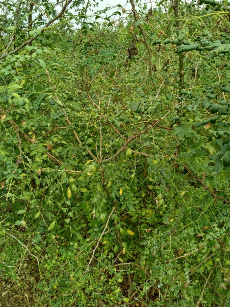 皂角树苗80~100cm