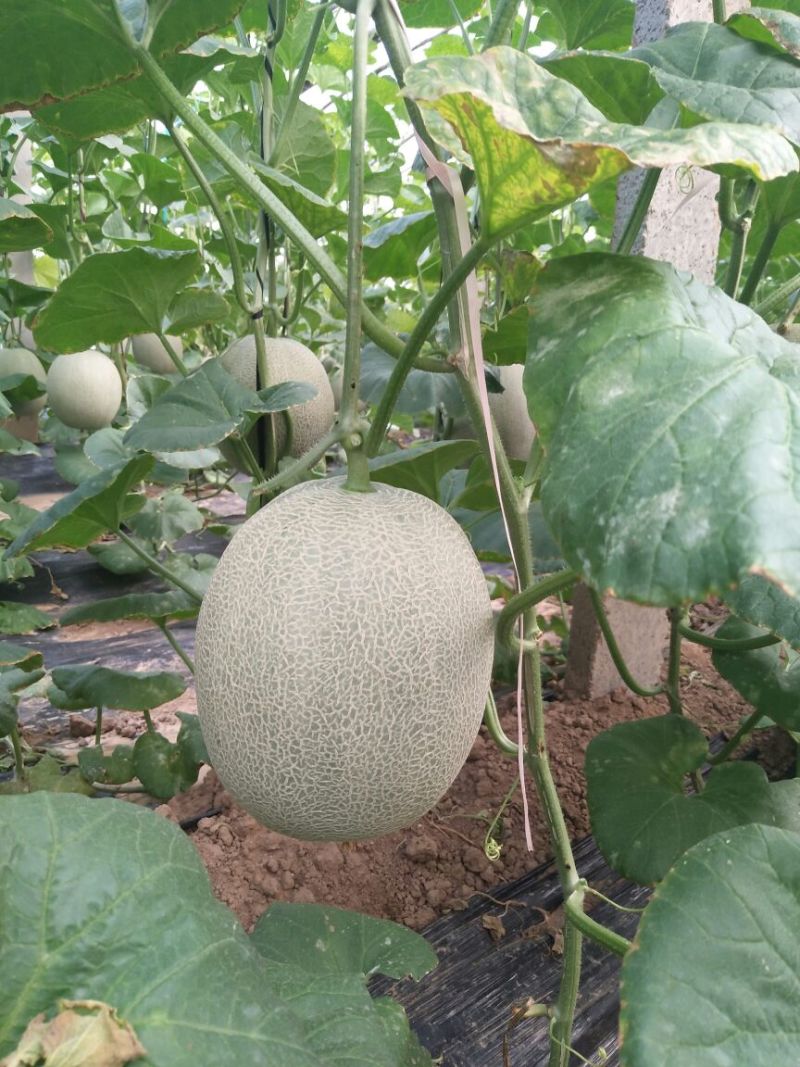 久红瑞甜瓜3斤以上，大量供货中