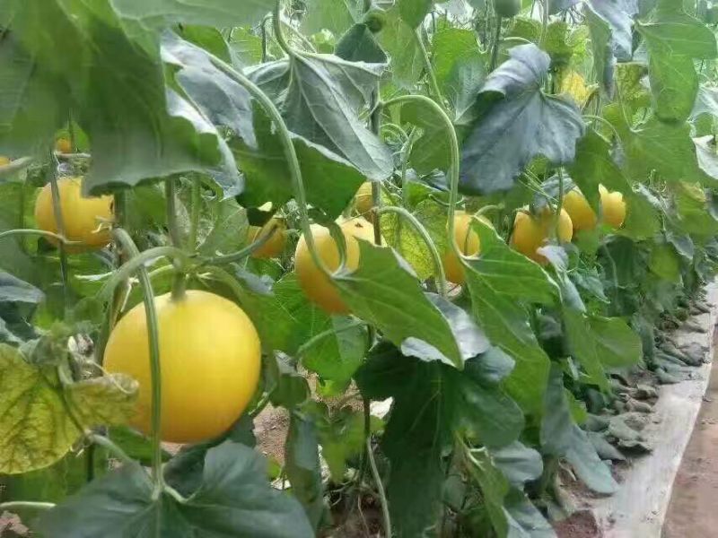 久红瑞甜瓜3斤以上，大量供货中